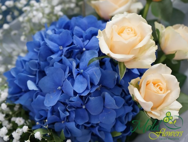 Buchet cu hortensie albastra, trandafiri crem si gypsophila foto
